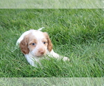 Small Photo #2 Dachshund Puppy For Sale in BLOOMINGTON, IN, USA