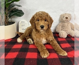 Goldendoodle (Miniature) Puppy for sale in GREENFIELD, IN, USA