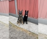 Small #28 German Shepherd Dog