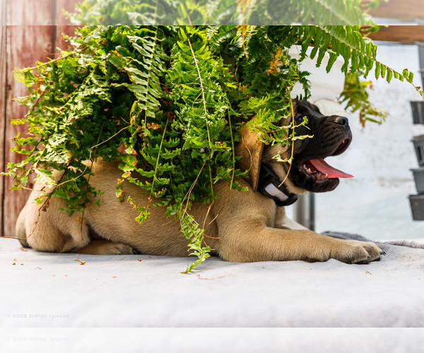 Medium Photo #3 Mastiff Puppy For Sale in WAKARUSA, IN, USA
