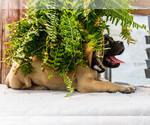 Small Photo #71 Mastiff Puppy For Sale in WAKARUSA, IN, USA