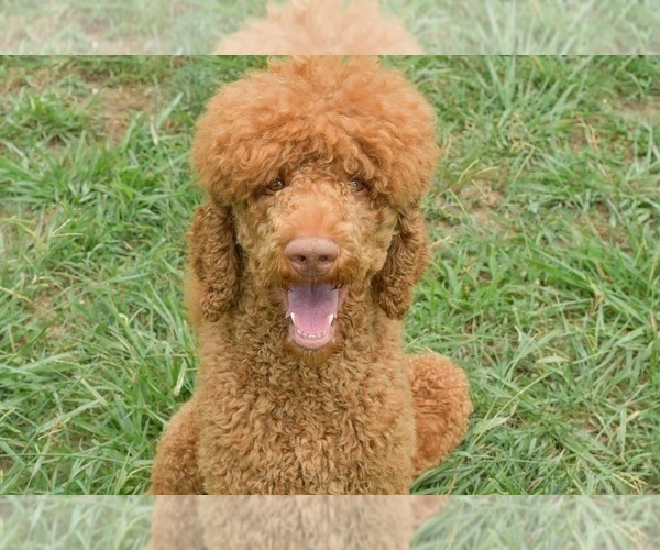 Medium Photo #1 Aussiedoodle Puppy For Sale in JASPER, MO, USA