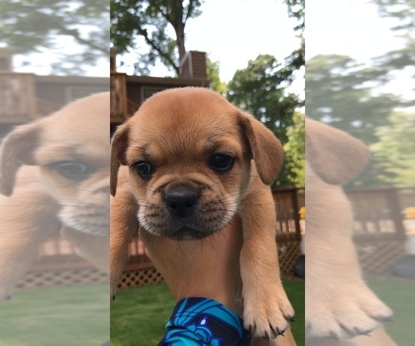 Medium Photo #12 Cavalier King Charles Spaniel-French Bulldog Mix Puppy For Sale in LAWRENCEVILLE, GA, USA