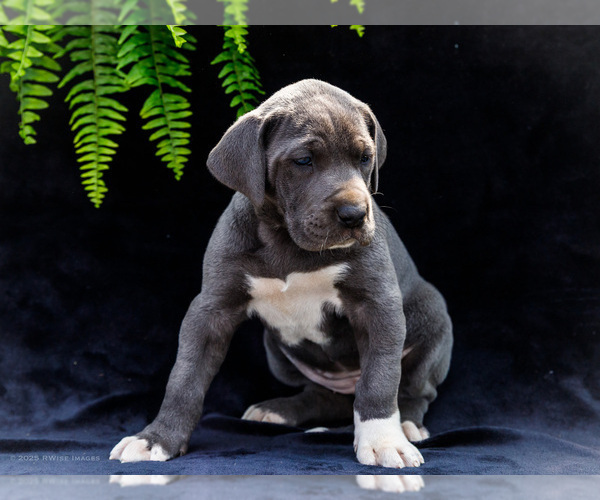 Medium Photo #34 Great Dane Puppy For Sale in WAKARUSA, IN, USA