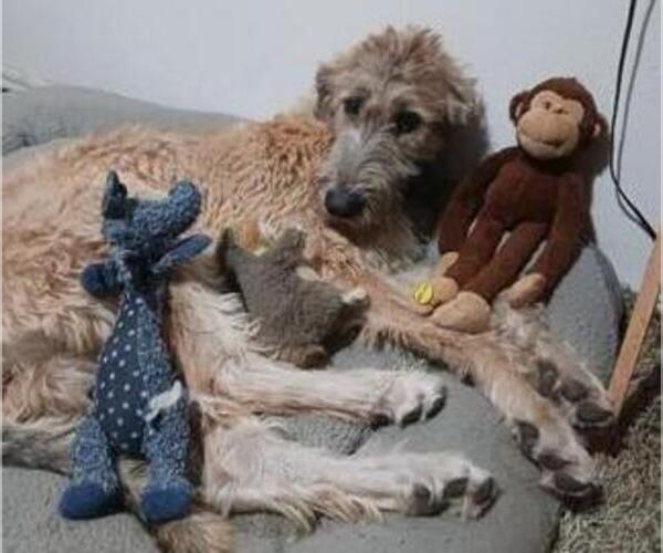 Medium Photo #1 Irish Wolfhound Puppy For Sale in LAKE ELSINORE, CA, USA