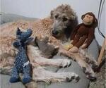 Small Photo #1 Irish Wolfhound Puppy For Sale in LAKE ELSINORE, CA, USA