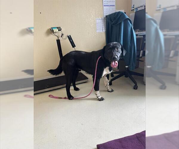 Medium Photo #1 Borador Puppy For Sale in Santa Cruz, CA, USA