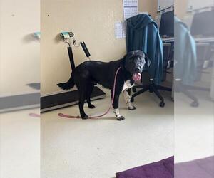 Borador Dogs for adoption in Santa Cruz, CA, USA