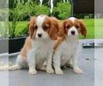 Small #1 Cavalier King Charles Spaniel