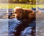Small Photo #5 Vizsla Puppy For Sale in SANDIA, TX, USA