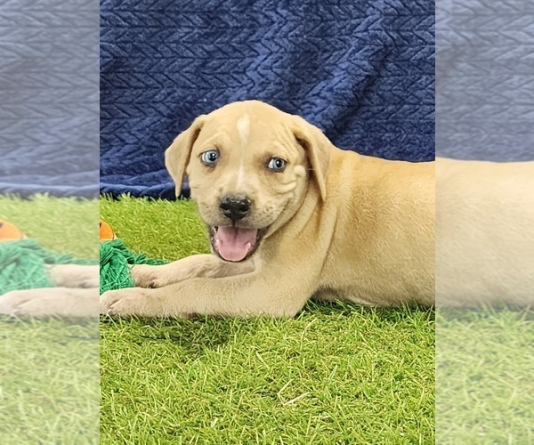 Medium Photo #2 Catahoula Leopard Dog Puppy For Sale in CUMBY, TX, USA