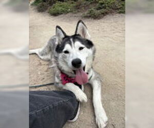 Medium Siberian Husky