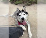 Small Siberian Husky