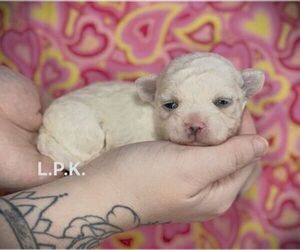 Maltese Puppy for sale in WINNSBORO, LA, USA