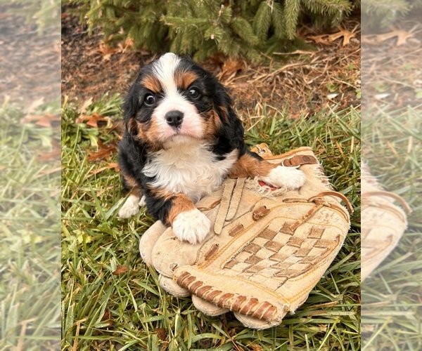 Medium Photo #3 Bernese Mountain Dog-Cavalier King Charles Spaniel Mix Puppy For Sale in MIDDLEBURY, IN, USA