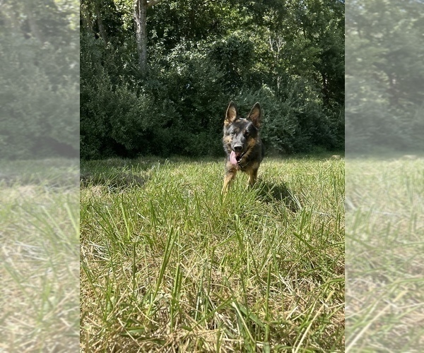 Medium Photo #9 German Shepherd Dog Puppy For Sale in SPRINGFIELD, IL, USA