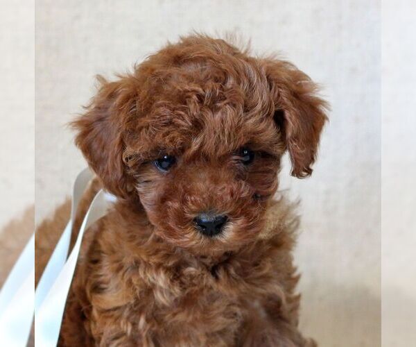 Medium Photo #3 Cavapoo Puppy For Sale in NEWMANSTOWN, PA, USA