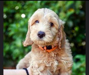 Goldendoodle Puppy for sale in OCALA, FL, USA