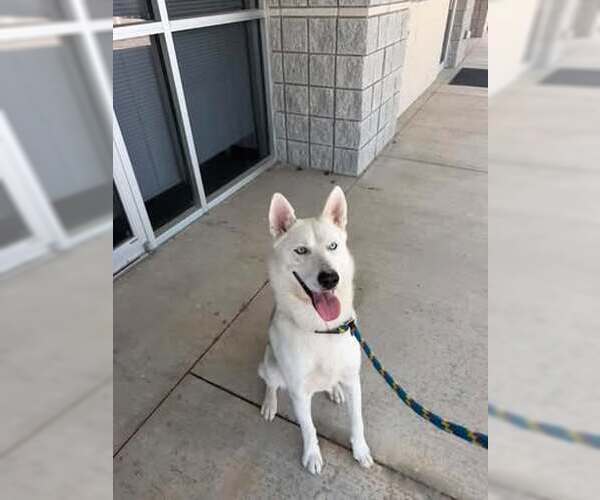 Medium Photo #1 Siberian Husky-Unknown Mix Puppy For Sale in Rowlett, TX, USA