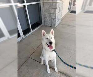 Siberian Husky-Unknown Mix Dogs for adoption in Rowlett, TX, USA