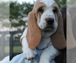 Puppy Puppy 3 Basset Hound