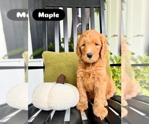 Goldendoodle Puppy for sale in DELAND, FL, USA