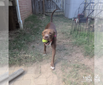 Small #6 Labrador Retriever Mix
