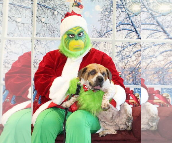 Medium Photo #1 Beabull Puppy For Sale in Brookville, OH, USA