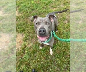 American Pit Bull Terrier-Unknown Mix Dogs for adoption in Louisville, KY, USA