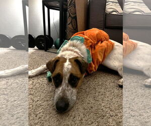 Mutt Dogs for adoption in Fort Collins, CO, USA