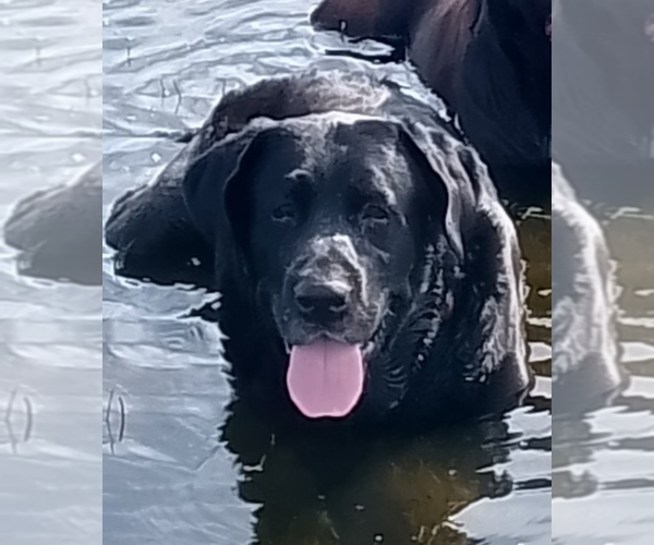 Medium Photo #1 Labrador Retriever Puppy For Sale in IONE, CA, USA