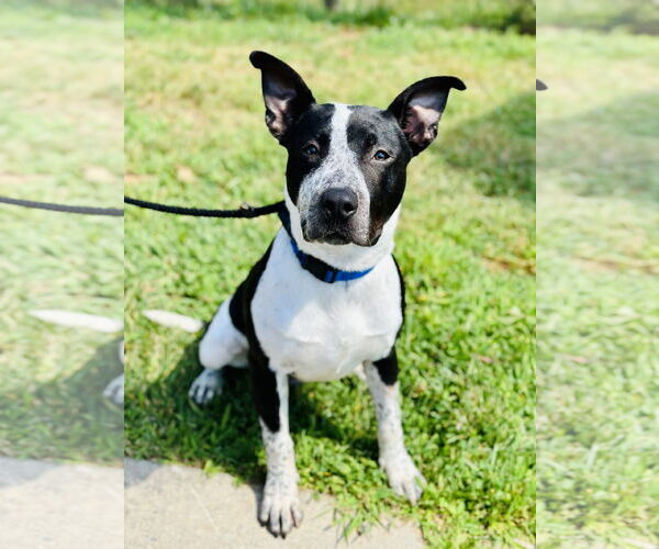 Medium Photo #3 American Pit Bull Terrier Puppy For Sale in Manahawkin, NJ, USA