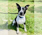 Small #2 American Pit Bull Terrier