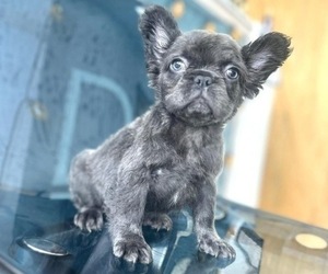 French Bulldog Puppy for sale in CORONA, CA, USA