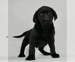 Small Photo #1 Labrador Retriever Puppy For Sale in NAPPANEE, IN, USA