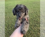 Small #1 Aussiedoodle