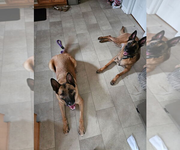 Medium Photo #8 German Shepherd Dog-Unknown Mix Puppy For Sale in Imlay City, MI, USA