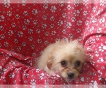 Small #1 Cavachon