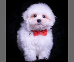 Puppy Risque Maltese