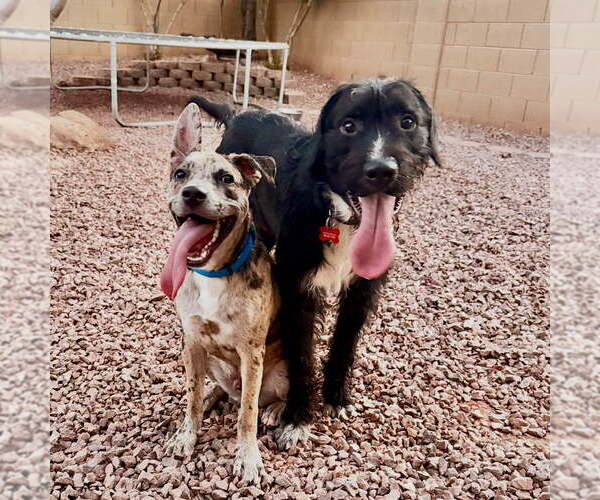 Medium Photo #3 Labrador Retriever-Unknown Mix Puppy For Sale in Cave Creek, AZ, USA