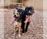 Small #2 Labrador Retriever Mix