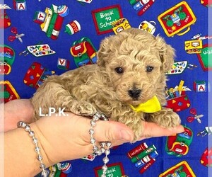 Poodle (Toy) Puppy for sale in WINNSBORO, LA, USA