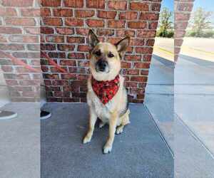 German Shepherd Dog Dogs for adoption in Gretna, NE, USA