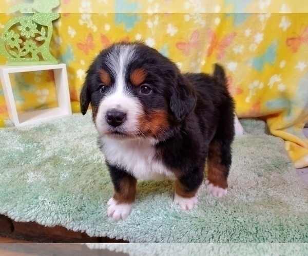Medium Photo #13 Bernese Mountain Dog Puppy For Sale in BLACK FOREST, CO, USA