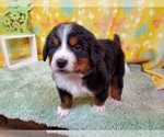 Small Photo #13 Bernese Mountain Dog Puppy For Sale in BLACK FOREST, CO, USA