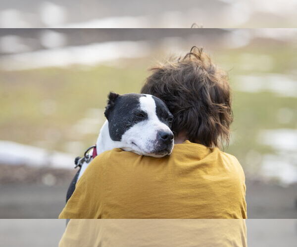 Medium Photo #7 American Staffordshire Terrier-Unknown Mix Puppy For Sale in Arlington, VA, USA