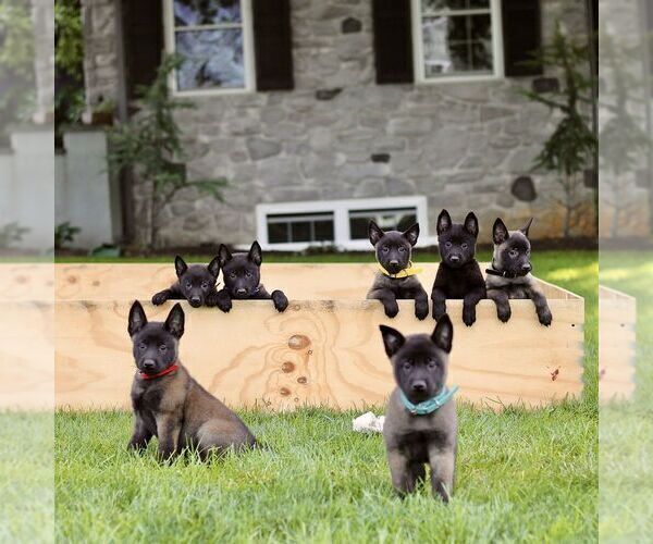 Medium Photo #2 Belgian Malinois Puppy For Sale in RONKS, PA, USA