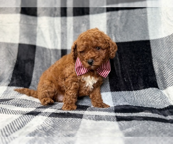 Medium Photo #6 Goldendoodle (Miniature) Puppy For Sale in LAKELAND, FL, USA