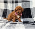 Small #5 Goldendoodle (Miniature)
