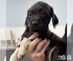 Small #2 Labrador Retriever Mix